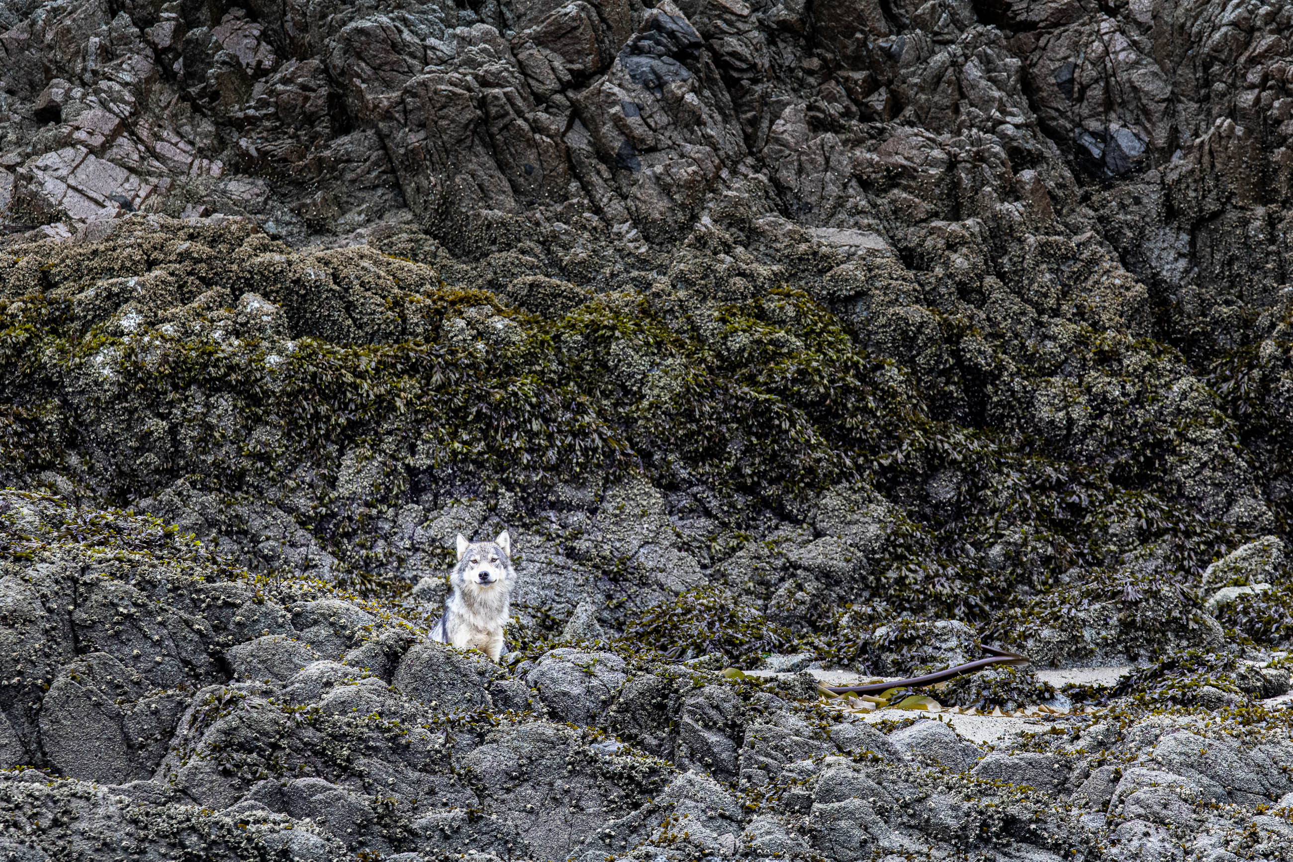 A sea wolf at the bottom of a cliff (Great Bear Rainforest, British Columbia, Canada)