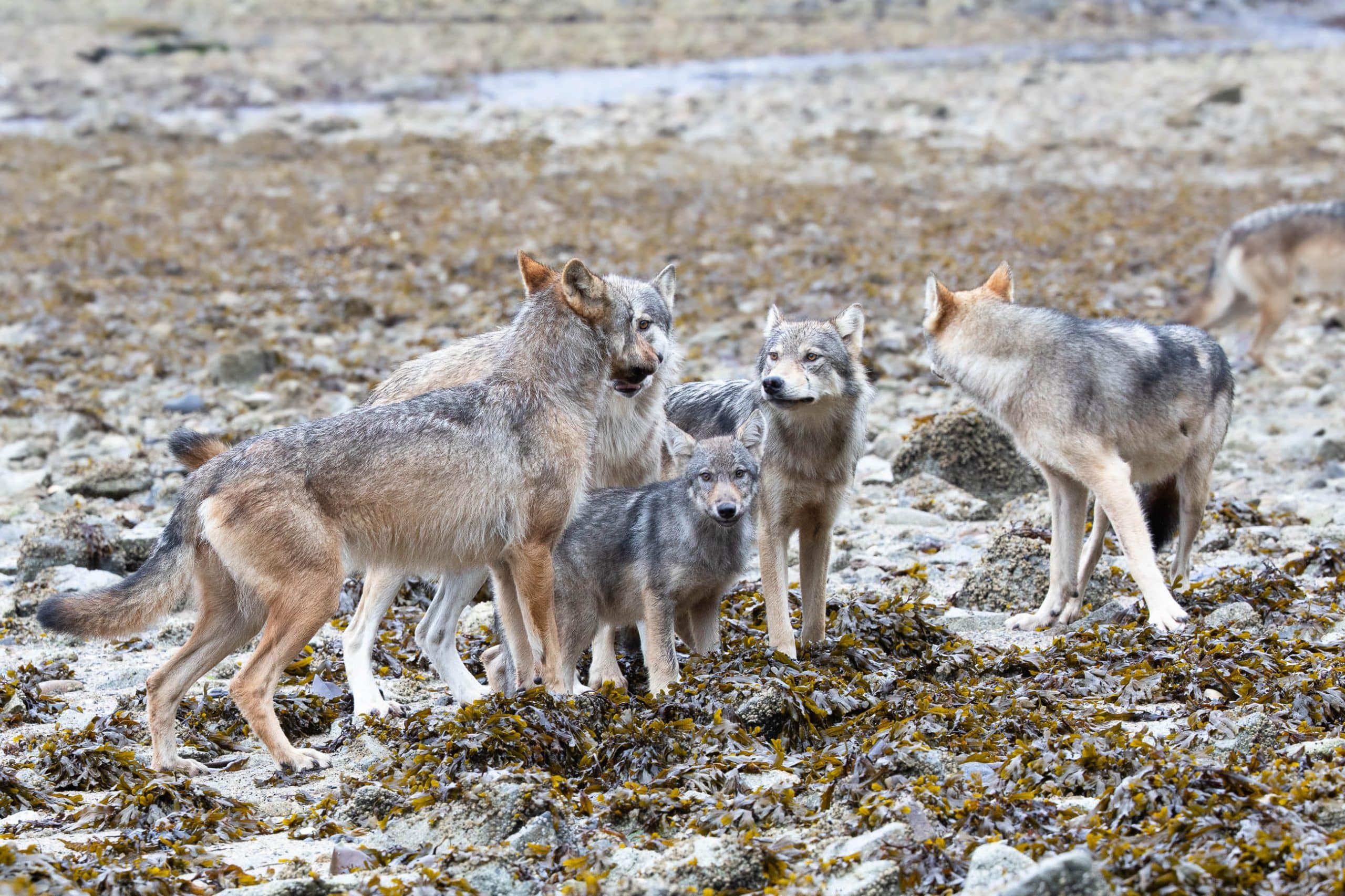 Sea Wolf Pack on the beach (Great Bear Rainforest, British Columbia, Canada)