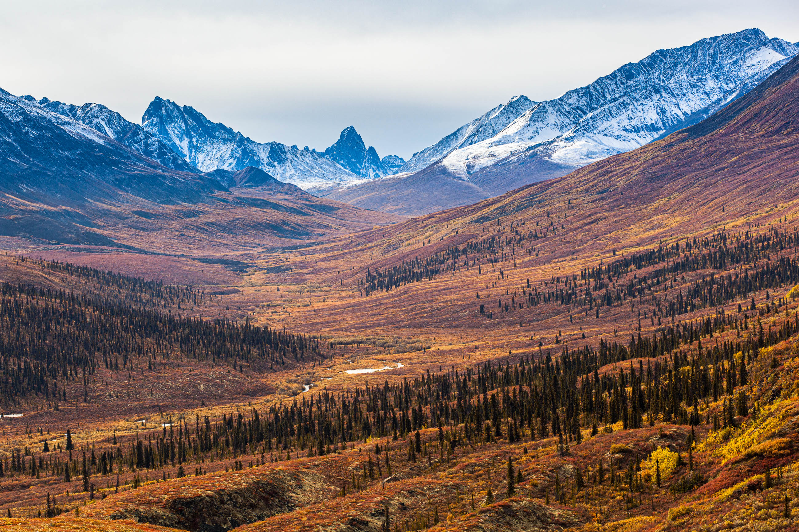 Fall colours against snow capped mountains in Tombstone Territorial Park