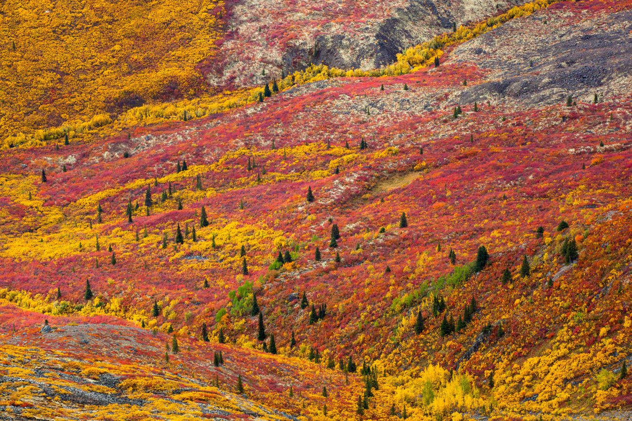 Fall colors in the subarctic tundra (Tombstone Territorial Park, Yukon, Canada)